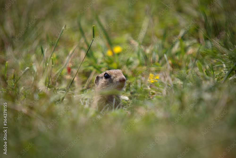 European ground squirrel is looking European ground squirrel is looking