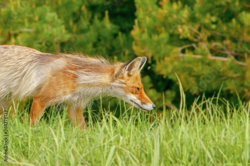 portrait of a red Fox in the period of molting on the background of a forest
