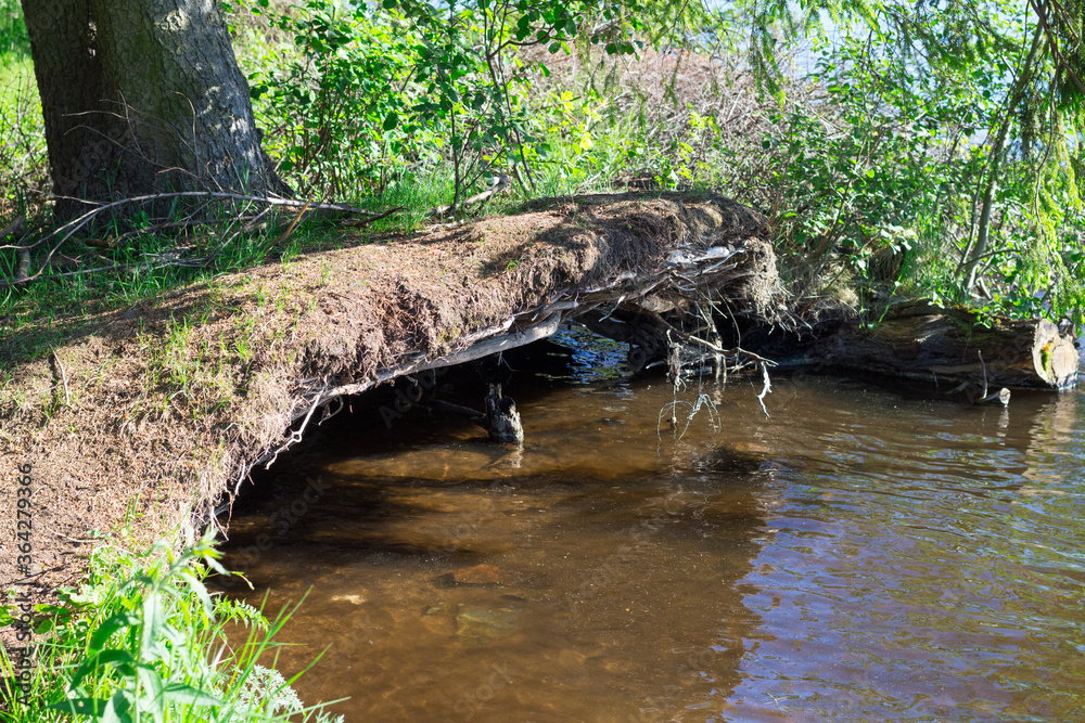 The roots of a falling spruce, under which the lake water splashes. The roots of a falling spruce, under which the lake water splashes.