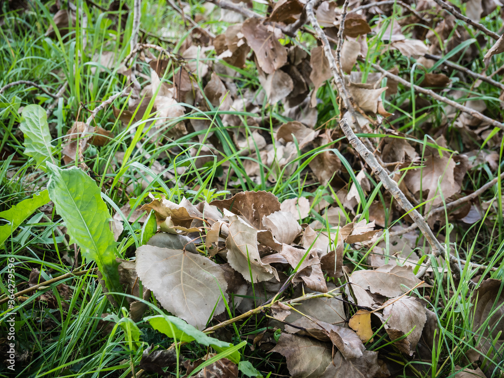 Natural background of grass and dry branches. Natural background of grass and dry branches.