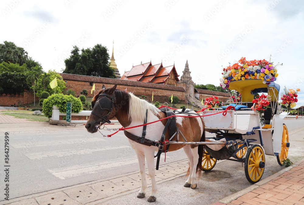 A horse with white decorated carriage waiting for tourists on the street in bright sunny day. 