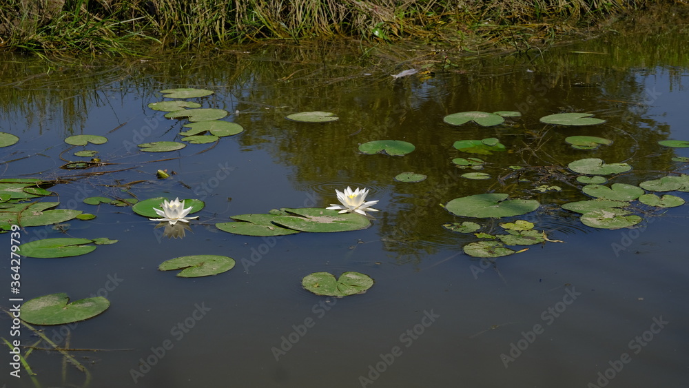 
Water lilies on a river in Russia