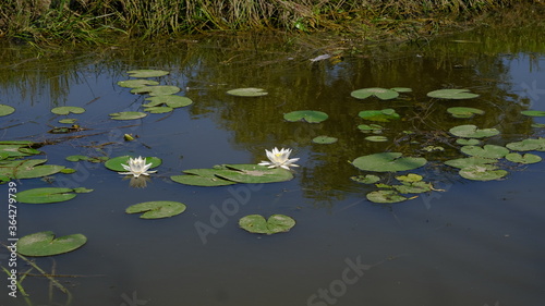 
Water lilies on a river in Russia