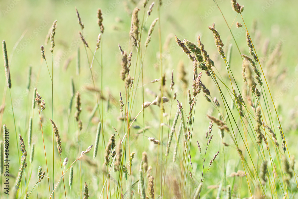 blooming and fading fluffy spikelets and panicles of grass in a summer sunny field blooming and fading fluffy spikelets and panicles of grass in a summer sunny field