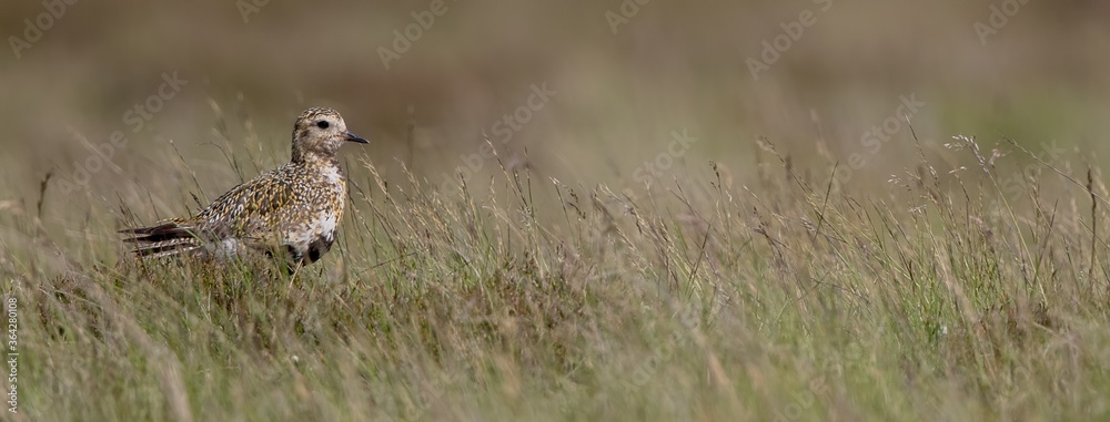 Golden Plover Golden Plover
