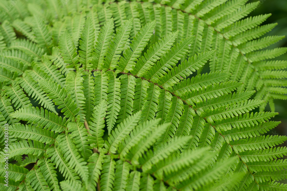 Perfect natural fern pattern. Beautiful background made with young green fern leaves