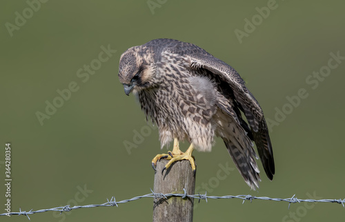 Peregrine Falcon Juvenile on Post