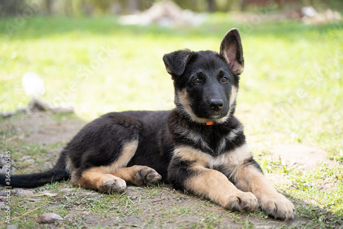a shepherd puppy in a red collar lies on the ground © artem