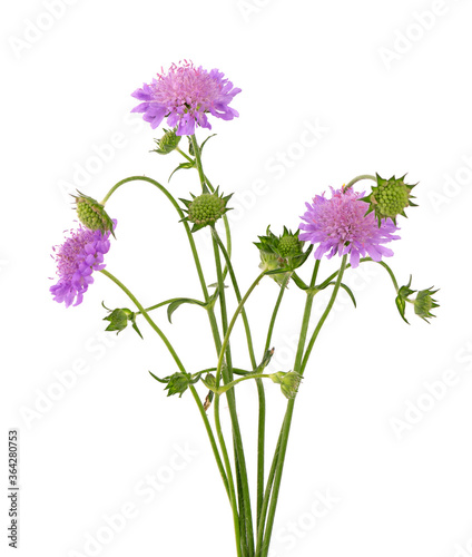 Field Scabious Flower isolated on white background. Knautia arvensis. Beautiful blooming bouquet. photo
