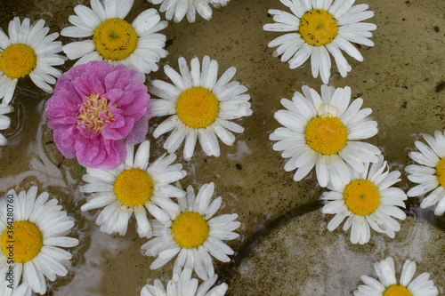 Daisies in a water basin