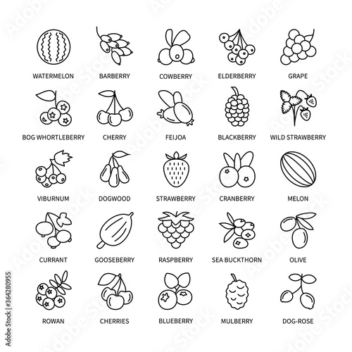 Berries vector linear icons set. Business  analysis  design elements berries  fresh healthy products  vegetables  fruits  food vegan. Isolated collection of Berries for websites and telephones.