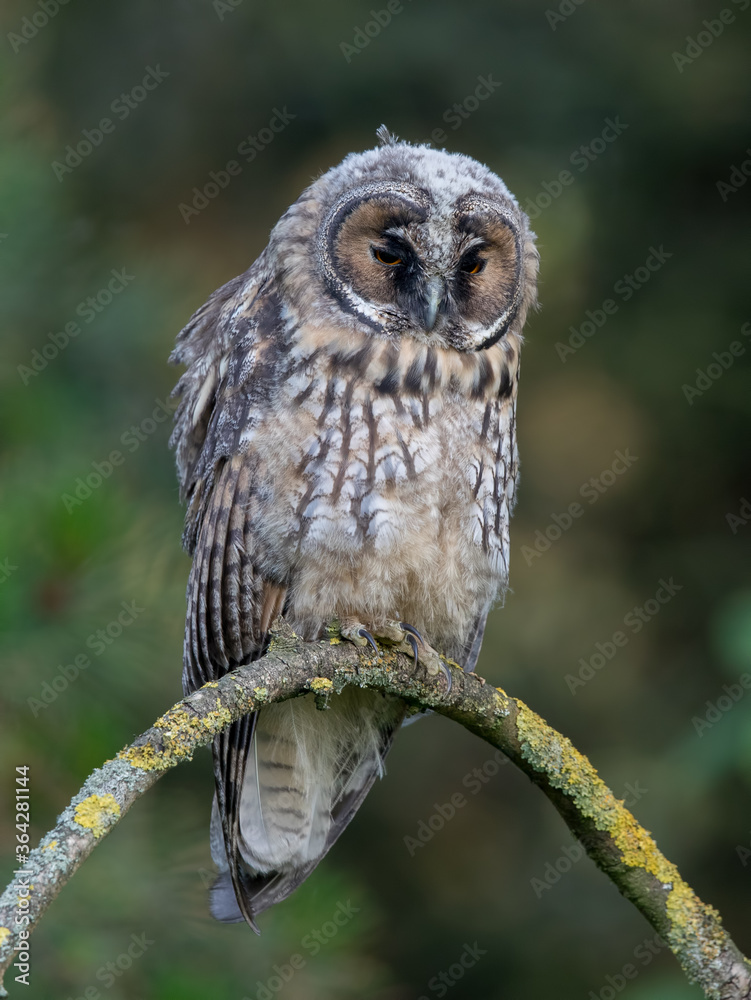Fototapeta premium Long Eared Owl Perched