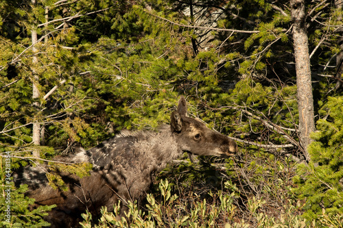 Young mangy moose in the spring;  Grand Teton National Park;  Wyoming
