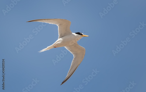 Little Tern