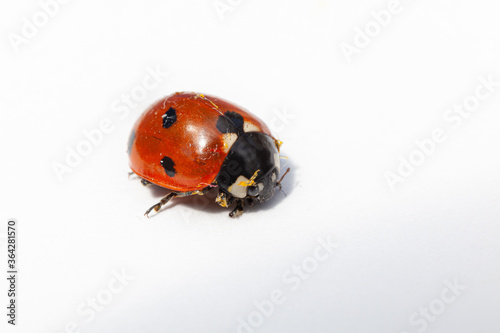 macro closeup of ladybird or ladybug isolated © kevin