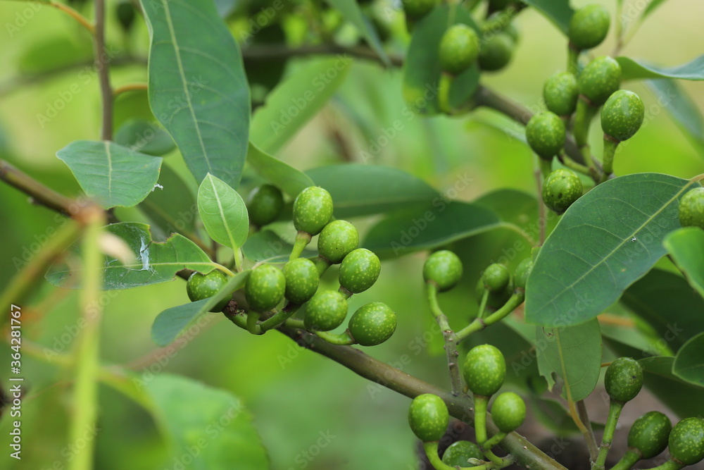 Litsea cubeba Pers. seeds are used to produce essential oils. Litsea cubeba Pers. seeds are used to produce essential oils.