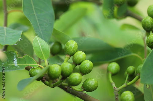 Litsea cubeba Pers. seeds are used to produce essential oils.