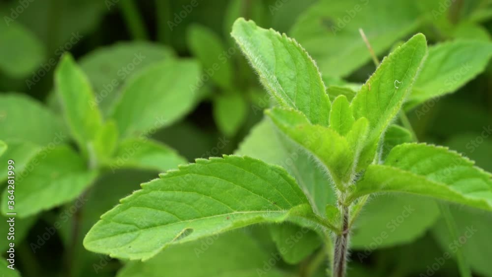 Wild Mint in a natural pure environment (Mentha arvensis) - (4K) Wild Mint in a natural pure environment (Mentha arvensis) - (4K)