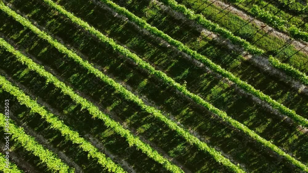 Countryside Beautiful Farms and Vineyards. Aerial View. British Countryside Vineyards Farmland. Countryside Beautiful Farms and Vineyards. Aerial View. British Countryside Vineyards Farmland.