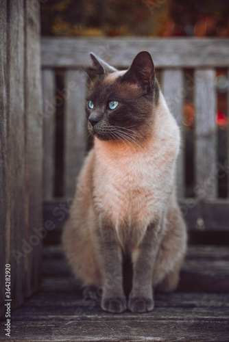cat on a bank with blue eyes