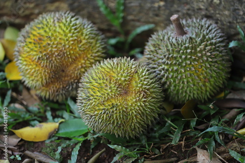 Obraz na płótnie durian ripe - fall down from the tree