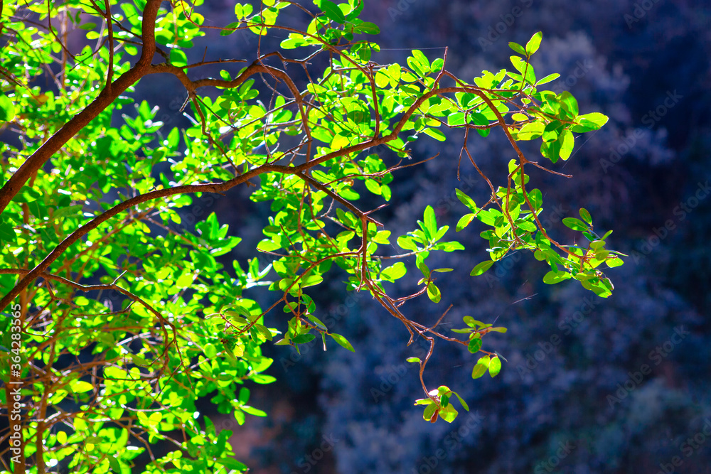 Branch with vivid leaves . Sunlight in the green leaves. Tree growing in the the mountain Branch with vivid leaves . Sunlight in the green leaves. Tree growing in the the mountain
