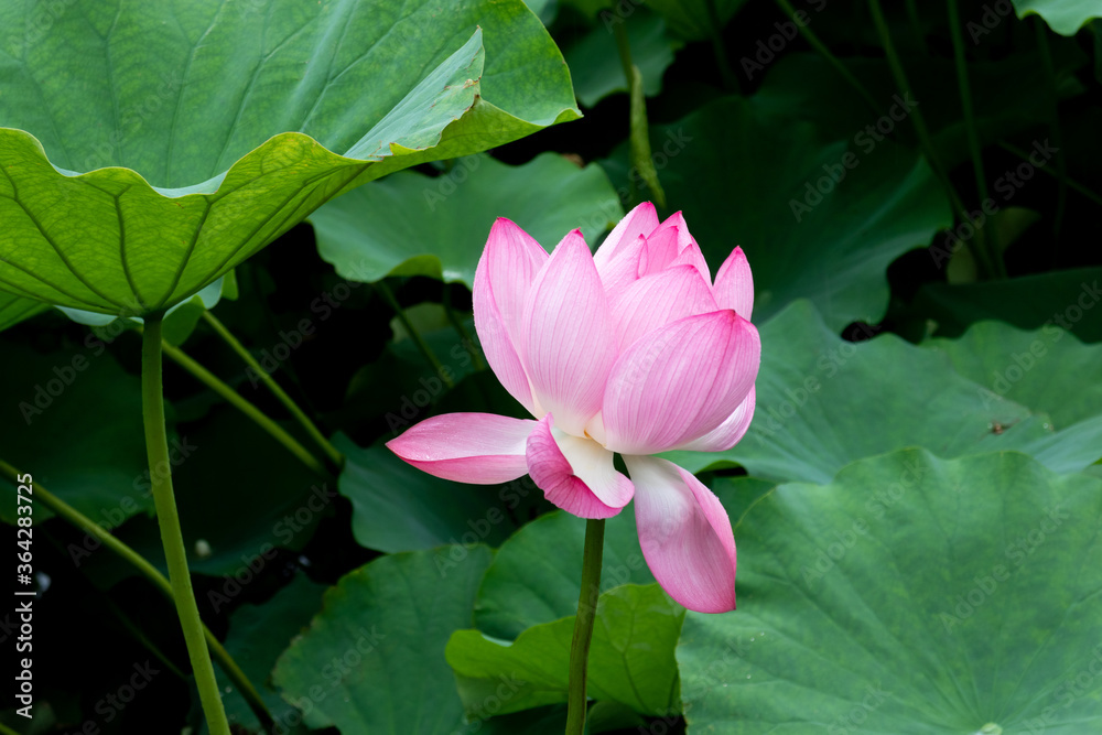 蓮の花 蓮の花