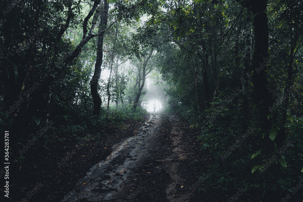 Fototapeta premium Trees and green forest entrances in the rainy season