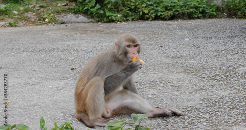 Monkey eat mango and sit on ground © leungchopan