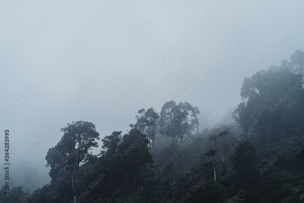 Trees and green forest entrances in the rainy season