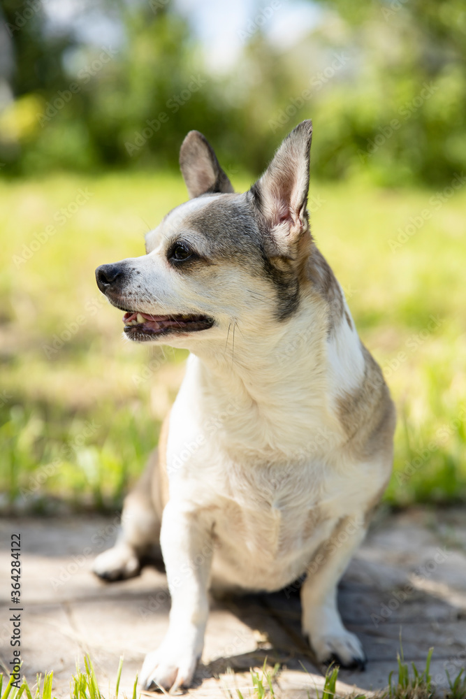 Chihuahua breed dog on nature on a sunny day.