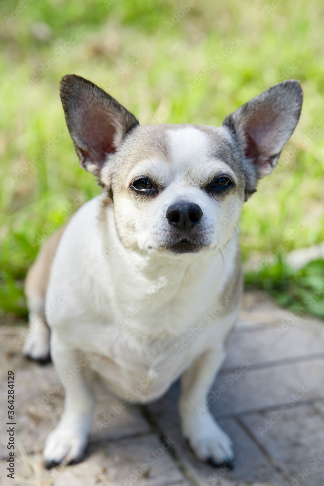 Chihuahua dog on nature on a summer day.