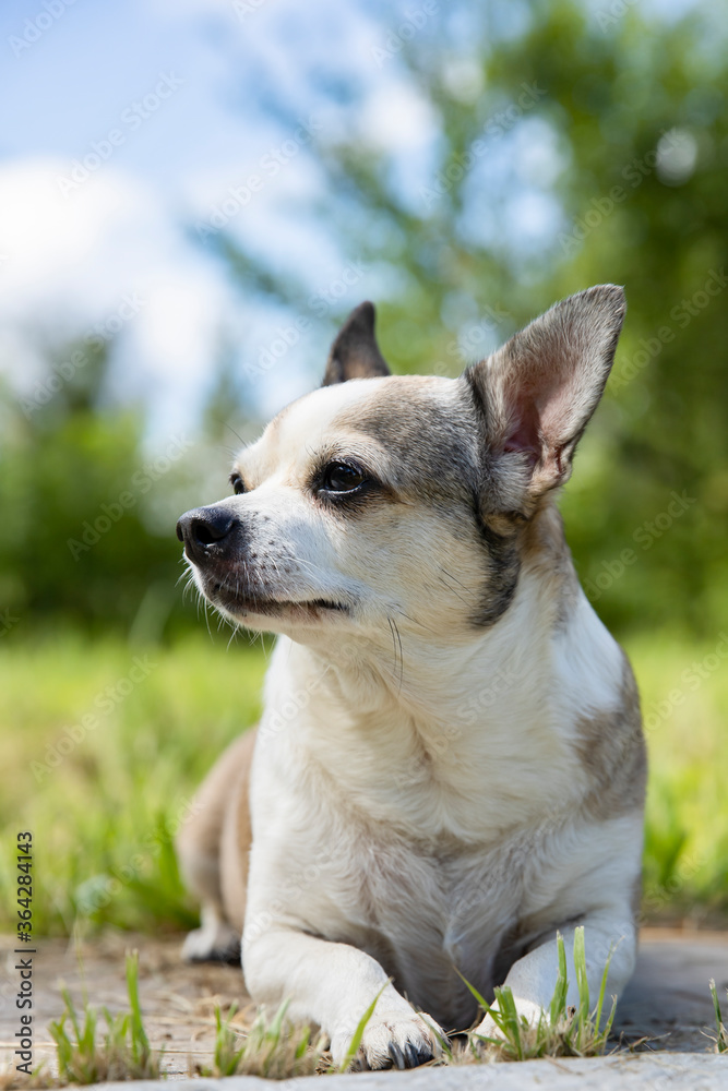 Chihuahua dog on nature on a summer day.
