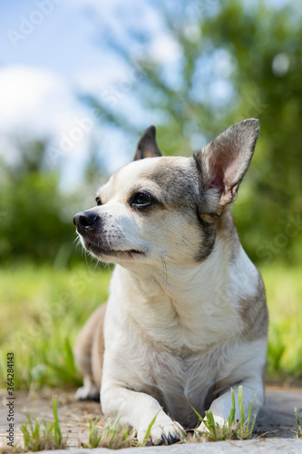 Chihuahua dog on nature on a summer day. © rul8let