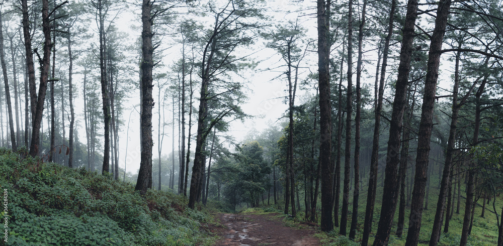 Fototapeta premium Trees and green forest entrances in the rainy season