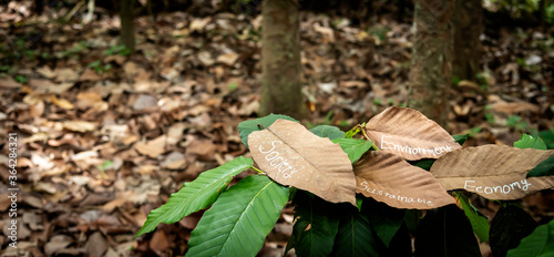 sustainable components  such as Society, Environment, Economy message  wrote on dried leaf put in tree branch  with many dried leaves as background. concept for sustainable, environment preserve