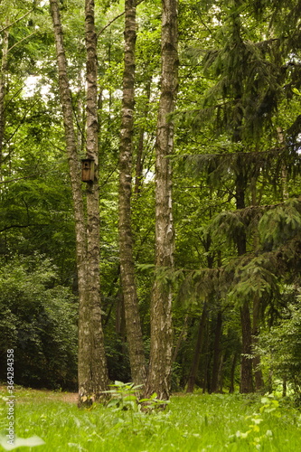 Fototapeta Naklejka Na Ścianę i Meble -  Landscape with trees. 2.