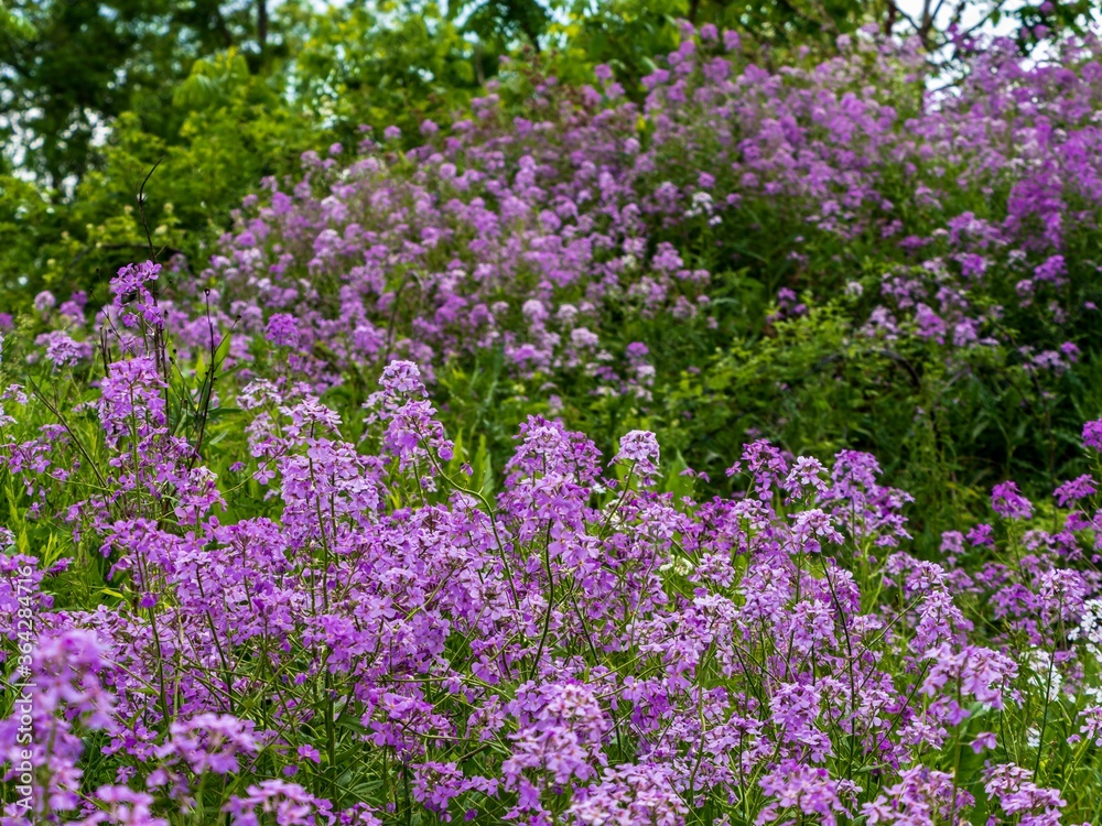 Dame’s rocket purple wildflowers growing in the late spring in southwest Pennsylvania near Pittsburgh. Dame’s rocket purple wildflowers growing in the late spring in southwest Pennsylvania near Pittsburgh.