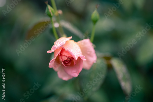 雨に咲くバラの花