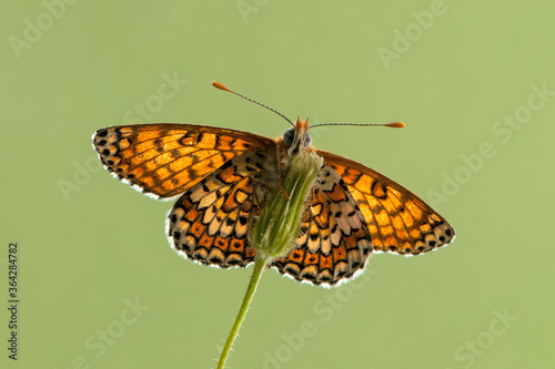 Orange Butterfly Melita spread its wings on a summer morning in a meadow