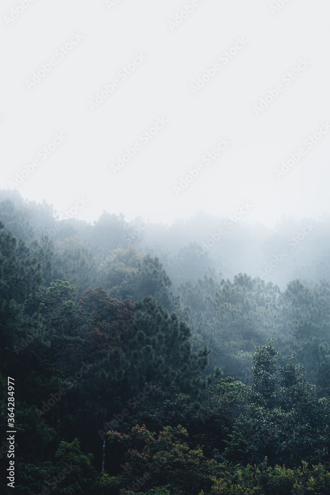 Trees and green forest entrances in the rainy season Trees and green forest entrances in the rainy season