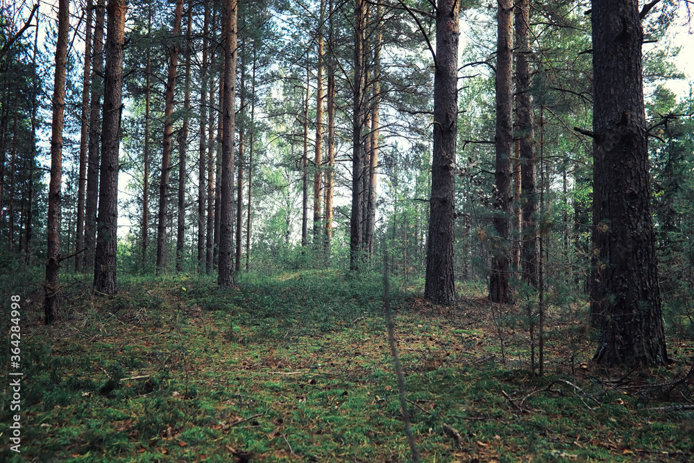 Obraz premium Bright spring greens at dawn in the forest. Nature comes to life in early spring.