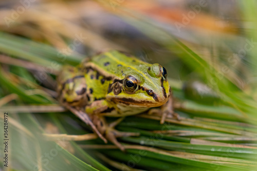 Green frog in the marshlands of Cerkniško lake near Cerknica, Slovenia