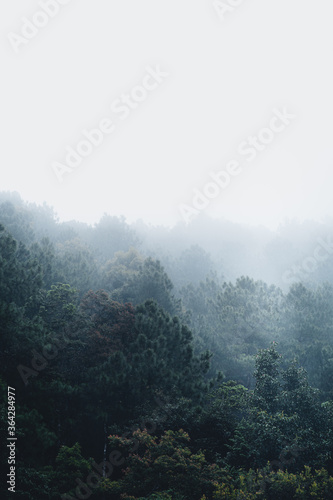 Trees and green forest entrances in the rainy season