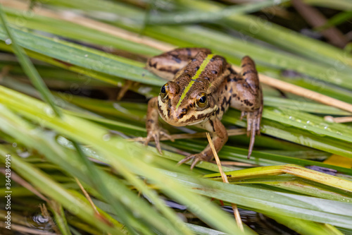 Green frog in the marshlands of Cerkniško lake near Cerknica, Slovenia