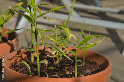 Ingwer selbst anpflanzen, Ingwerpflanze im Blumentopf