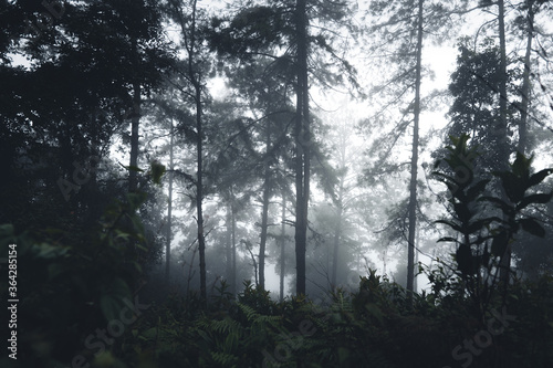 Trees and green forest entrances in the rainy season