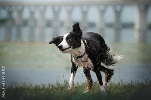 border collie dog funny portrait dog shakes off water 