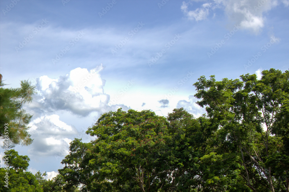 Tree conservation for environmental protection Tree conservation for environmental protection
