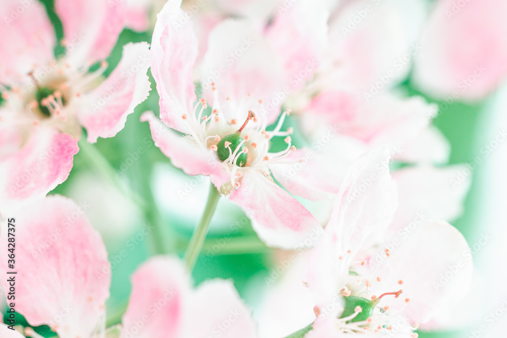 Blossom cherry flowers. Spring flowers on blurred blue backgroun Blossom cherry flowers. Spring flowers on blurred blue backgroun